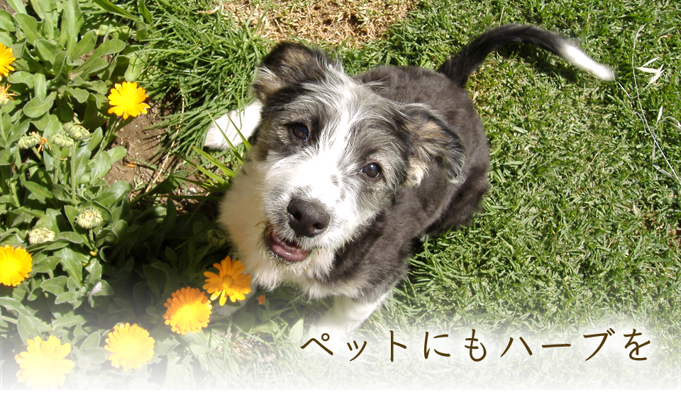 ペットにもハーブを